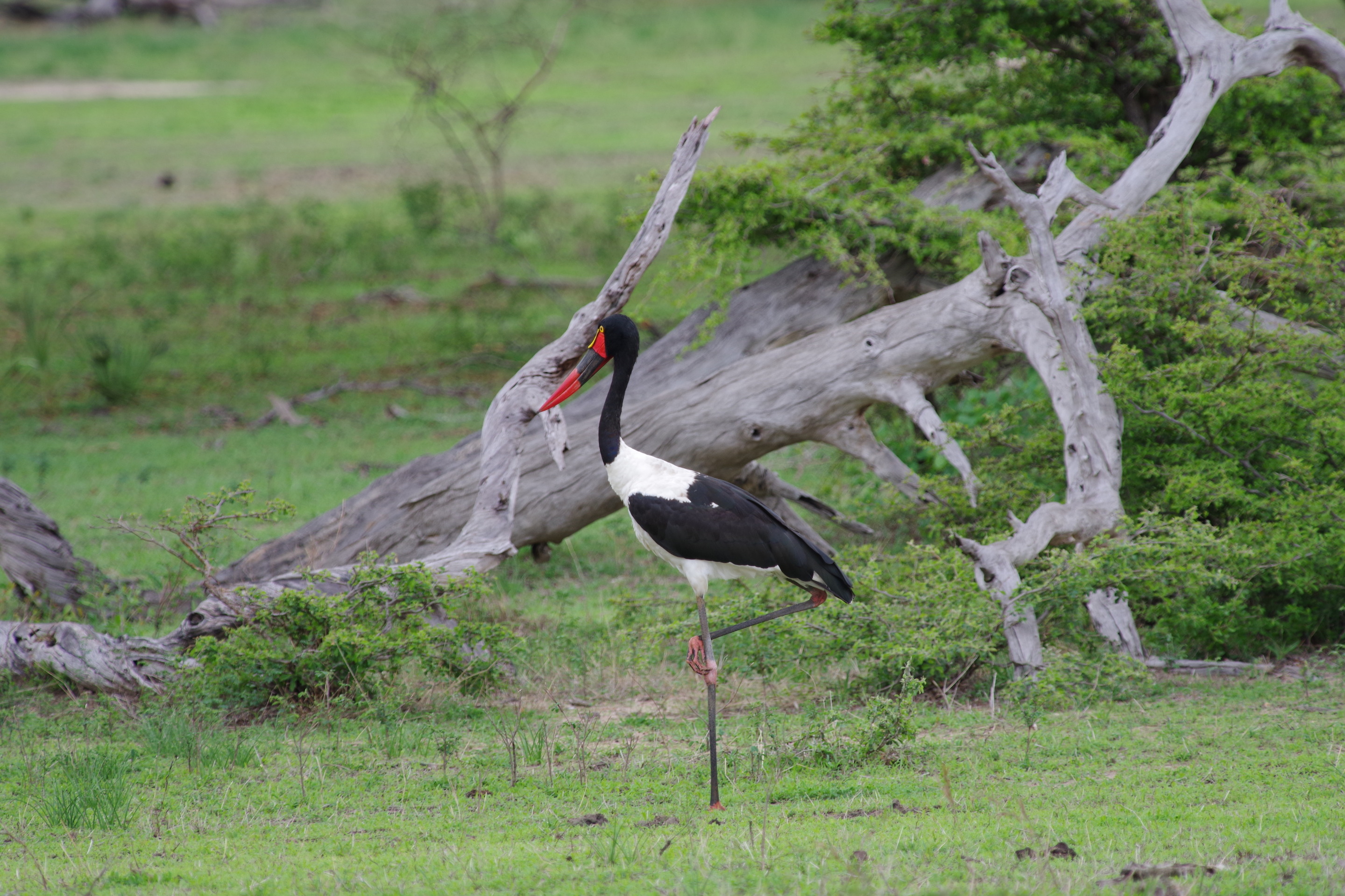 Saddle-billed Stork