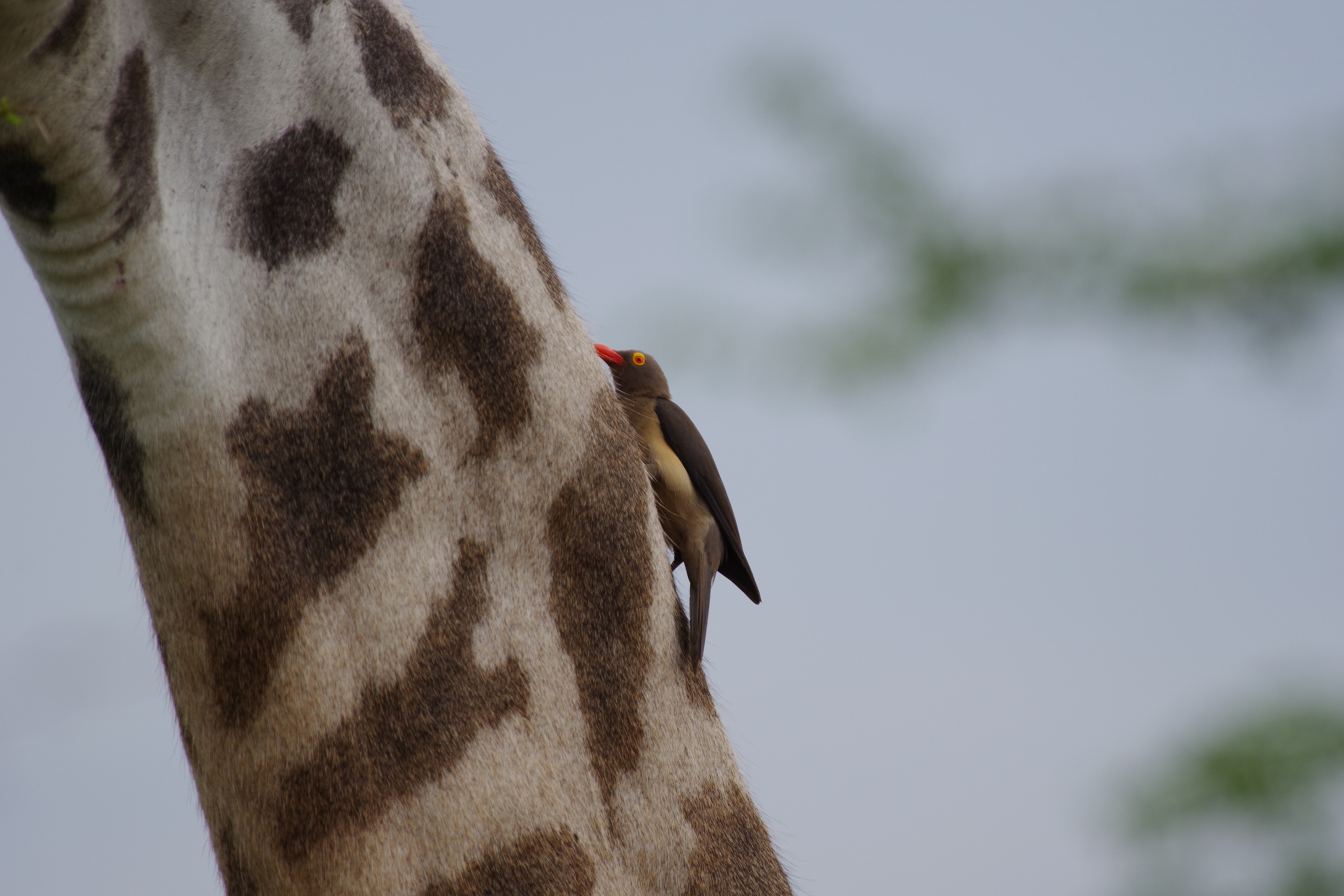 Red-billed Oxpecker